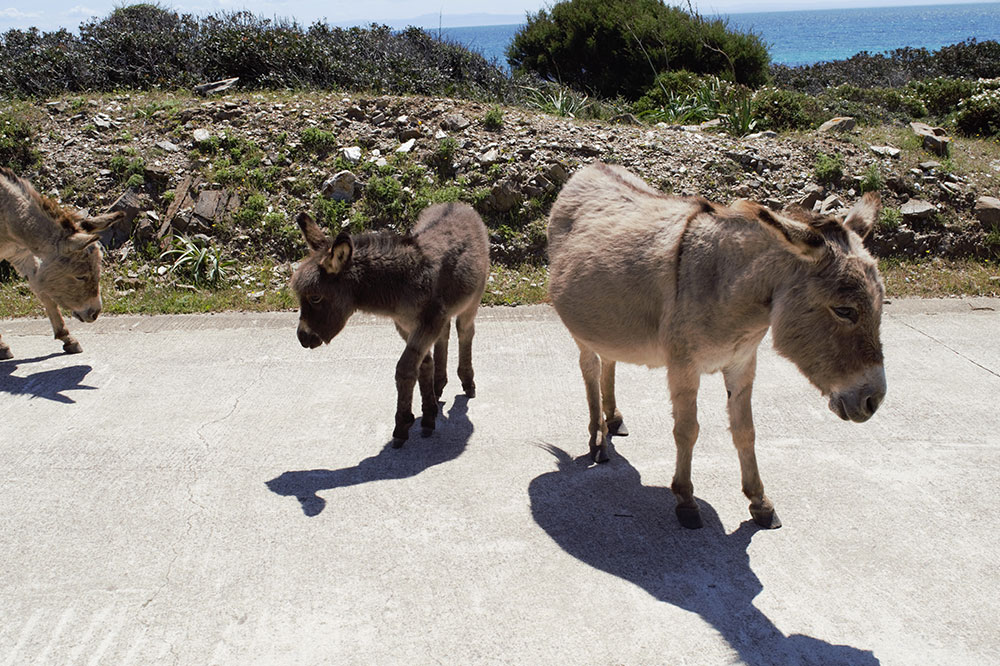 Sinuaria Escursioni - Asinelli Bianchi del Parco Nazionale dell'Asinara 5