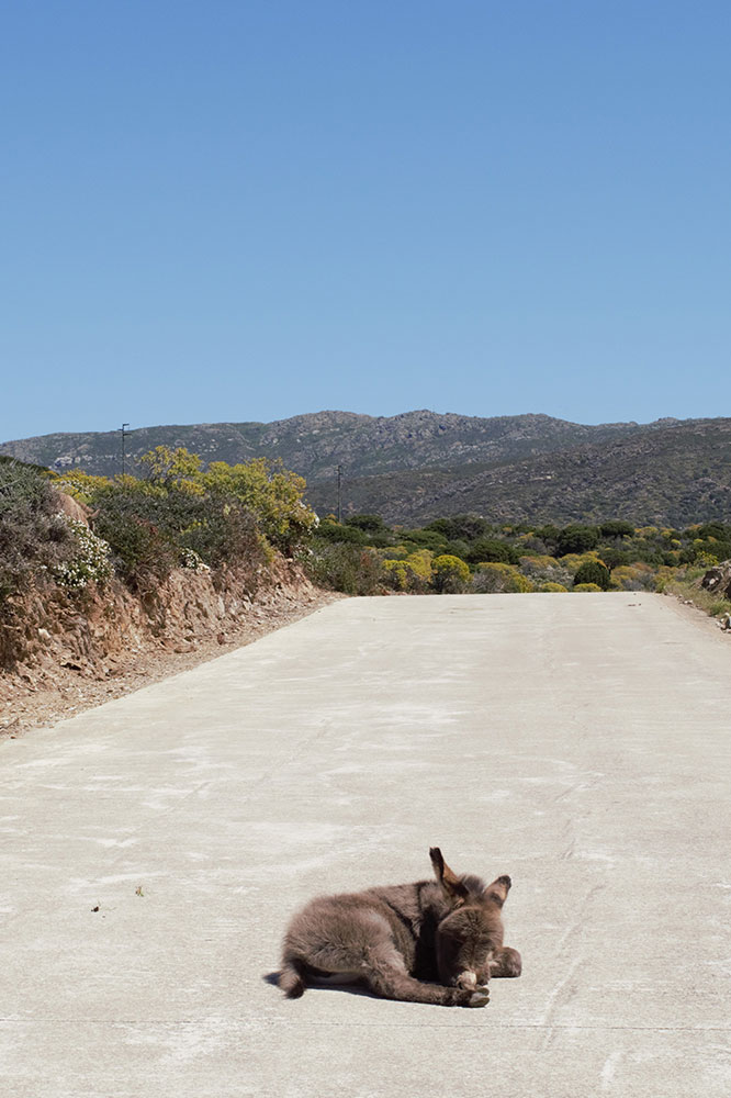 Sinuaria Escursioni - Asinelli Bianchi del Parco Nazionale dell'Asinara 6