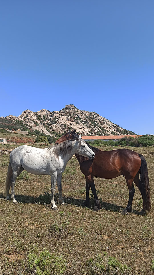 Sinuaria Escursioni - Coppia di cavalli